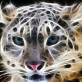 catli818