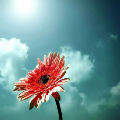 cyfreesky