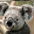 raphael_lamb