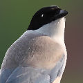 alfredzhang