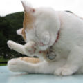 嘟嘟加菲猫